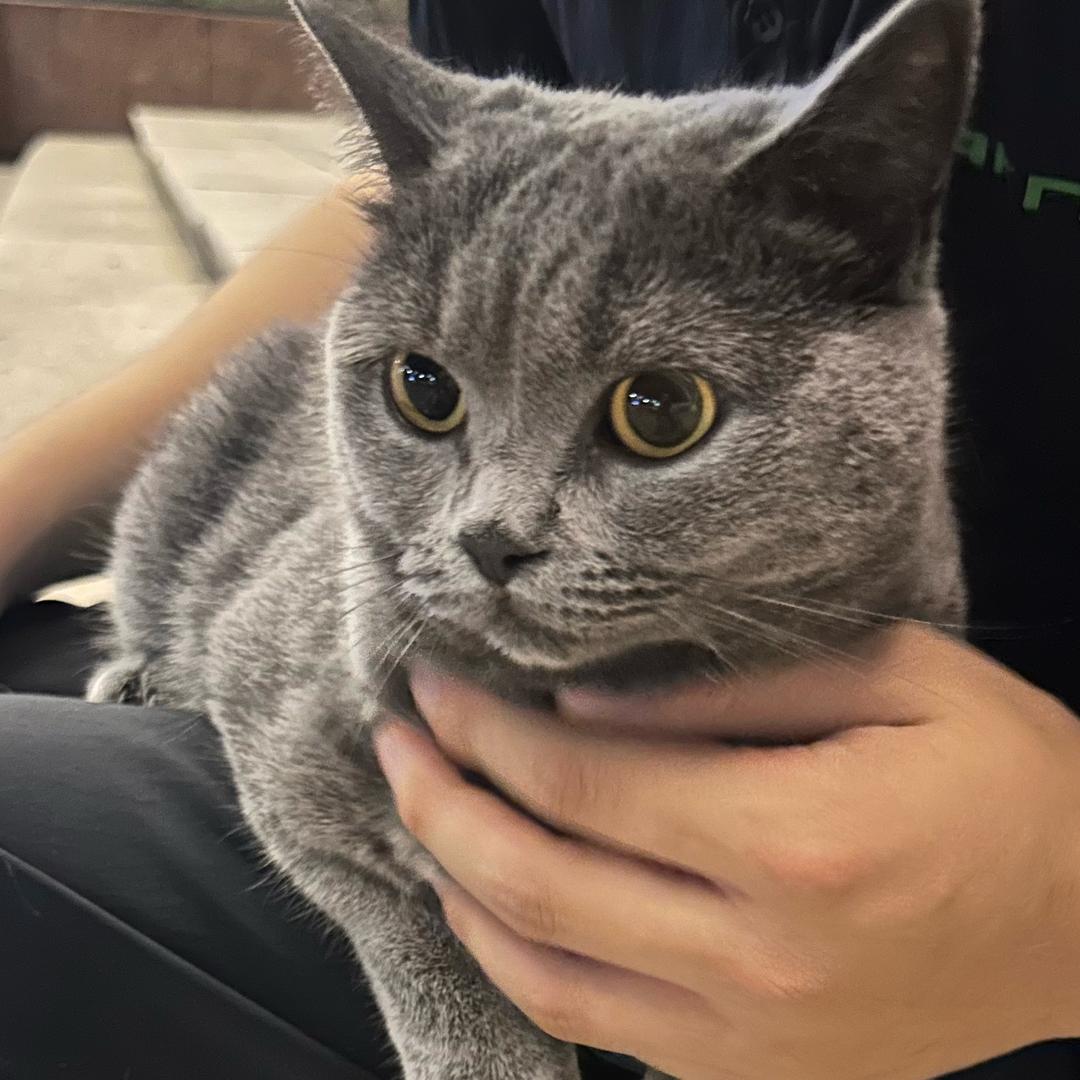 番茄炒蛋星人🍅