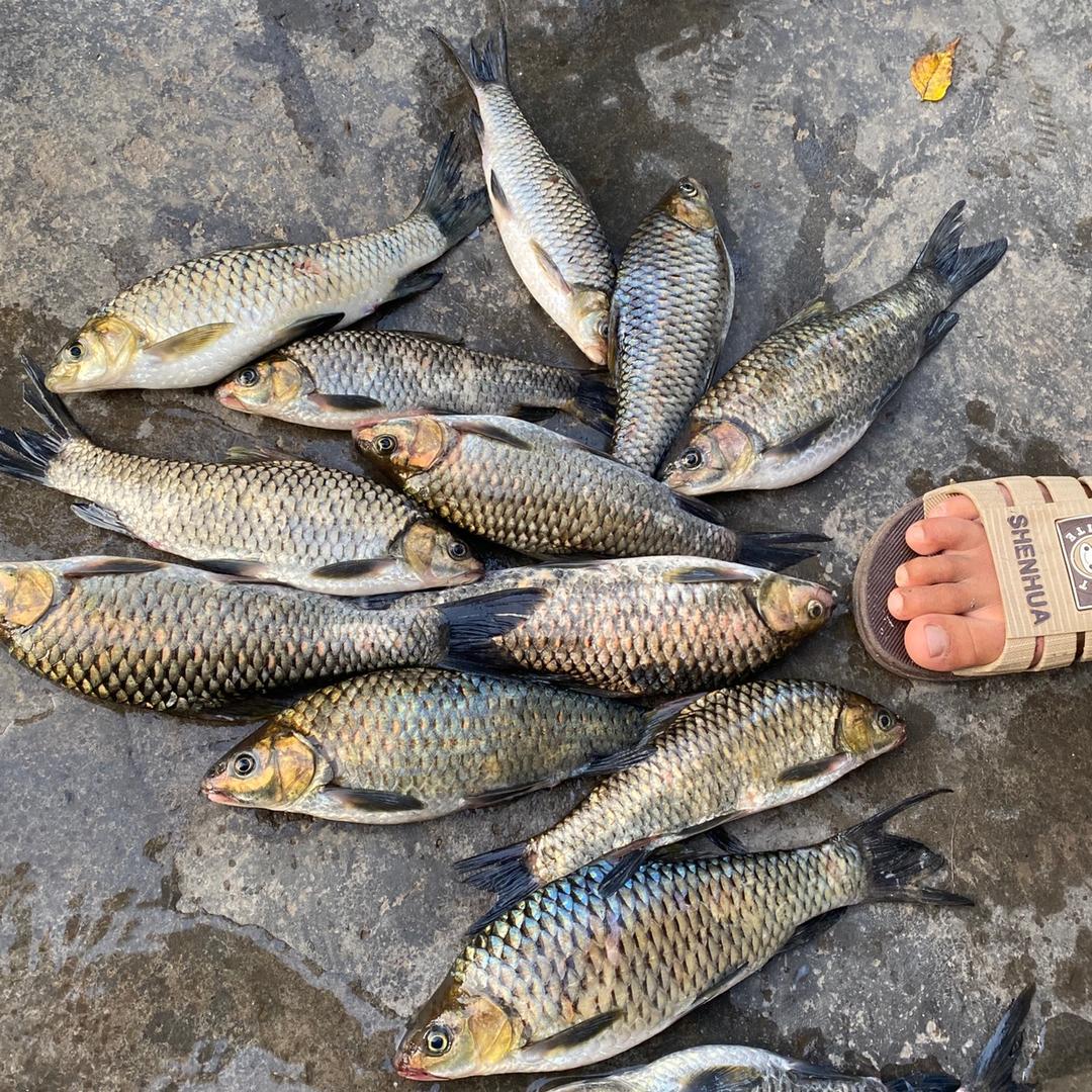 摇矶滑漂钓～～壹號