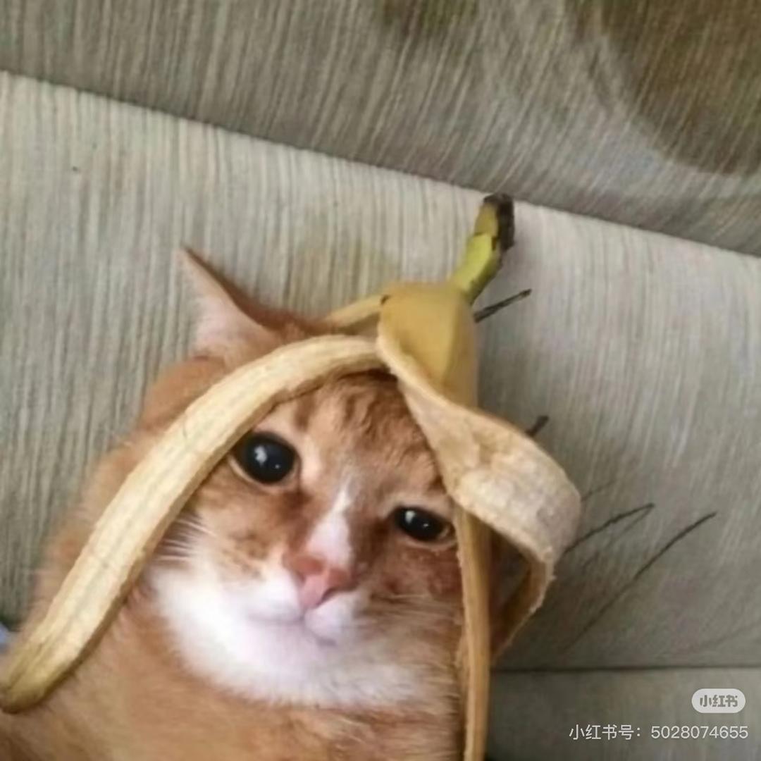 家有白袜体育生