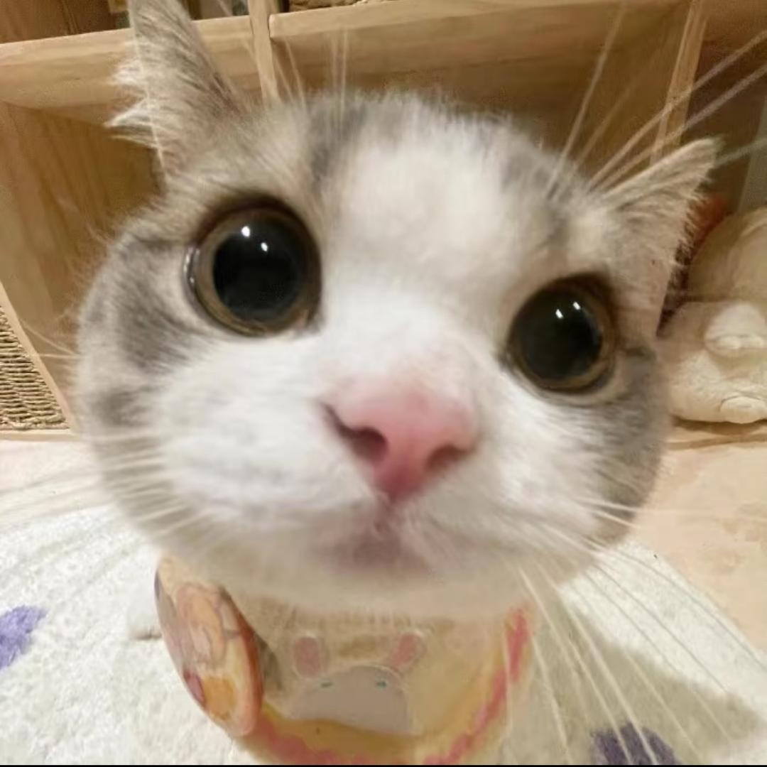 一只小猫