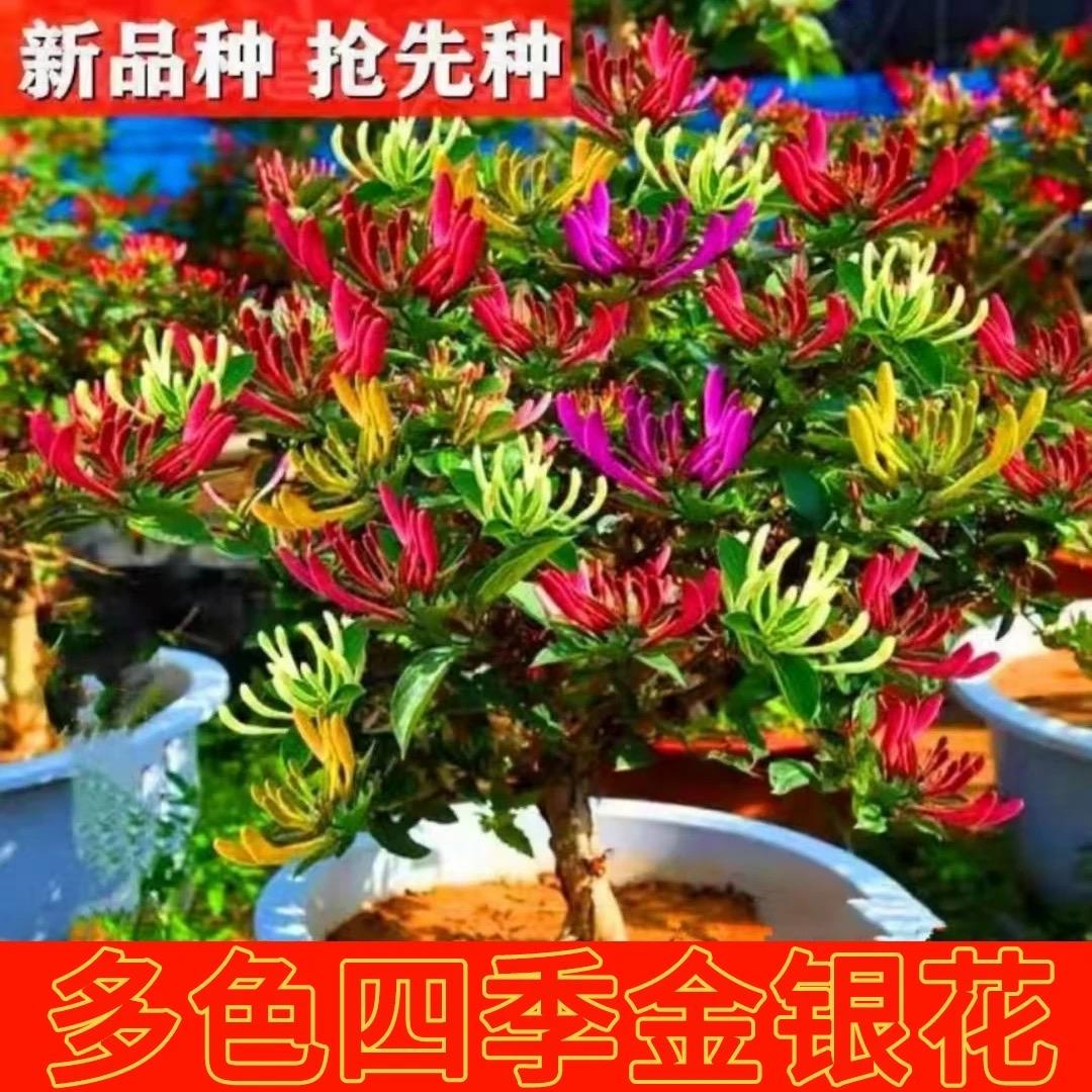 施果乐惠洋园艺专卖店