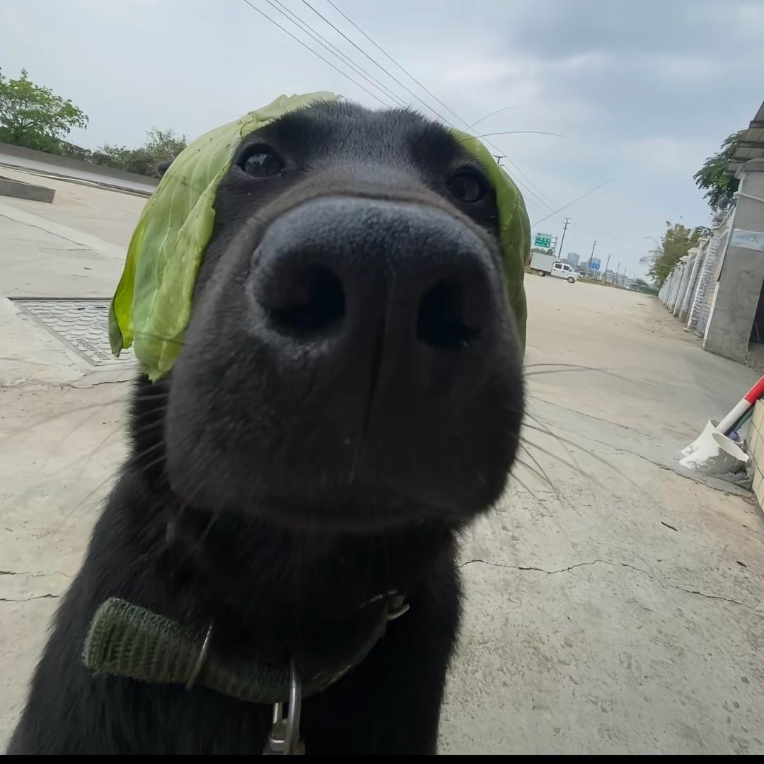 二哈