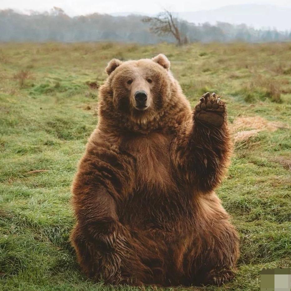 躲猫猫的墨小猫