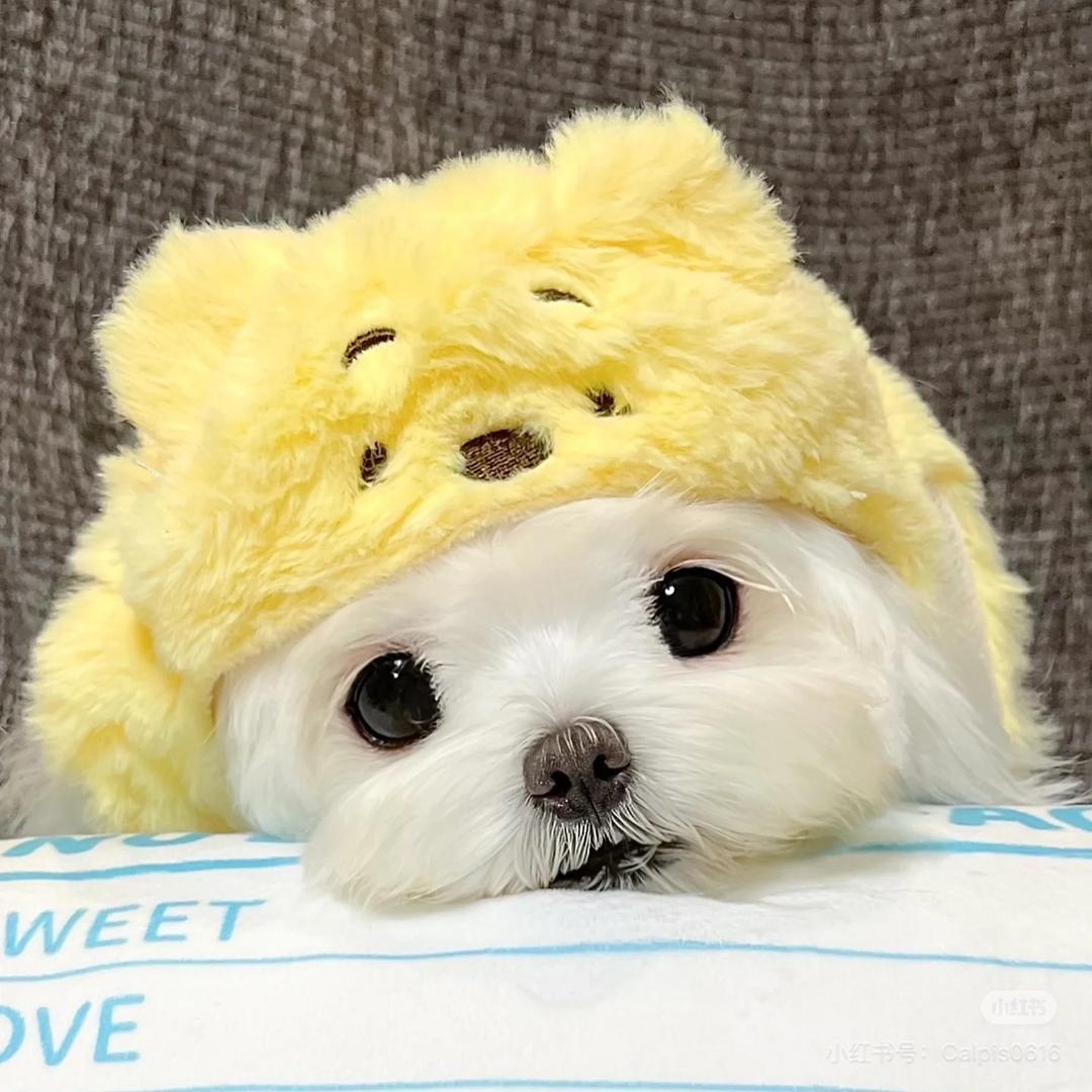 安安🦁