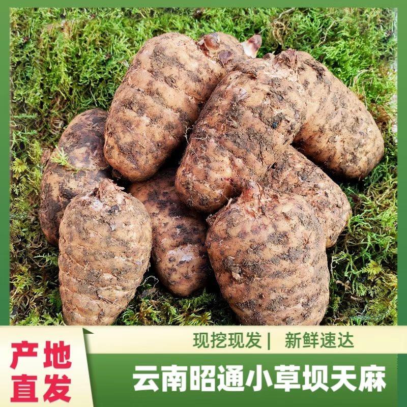 野生天麻养生酒（遂宁罗姐）