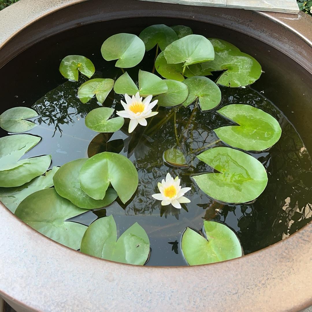 芹梅