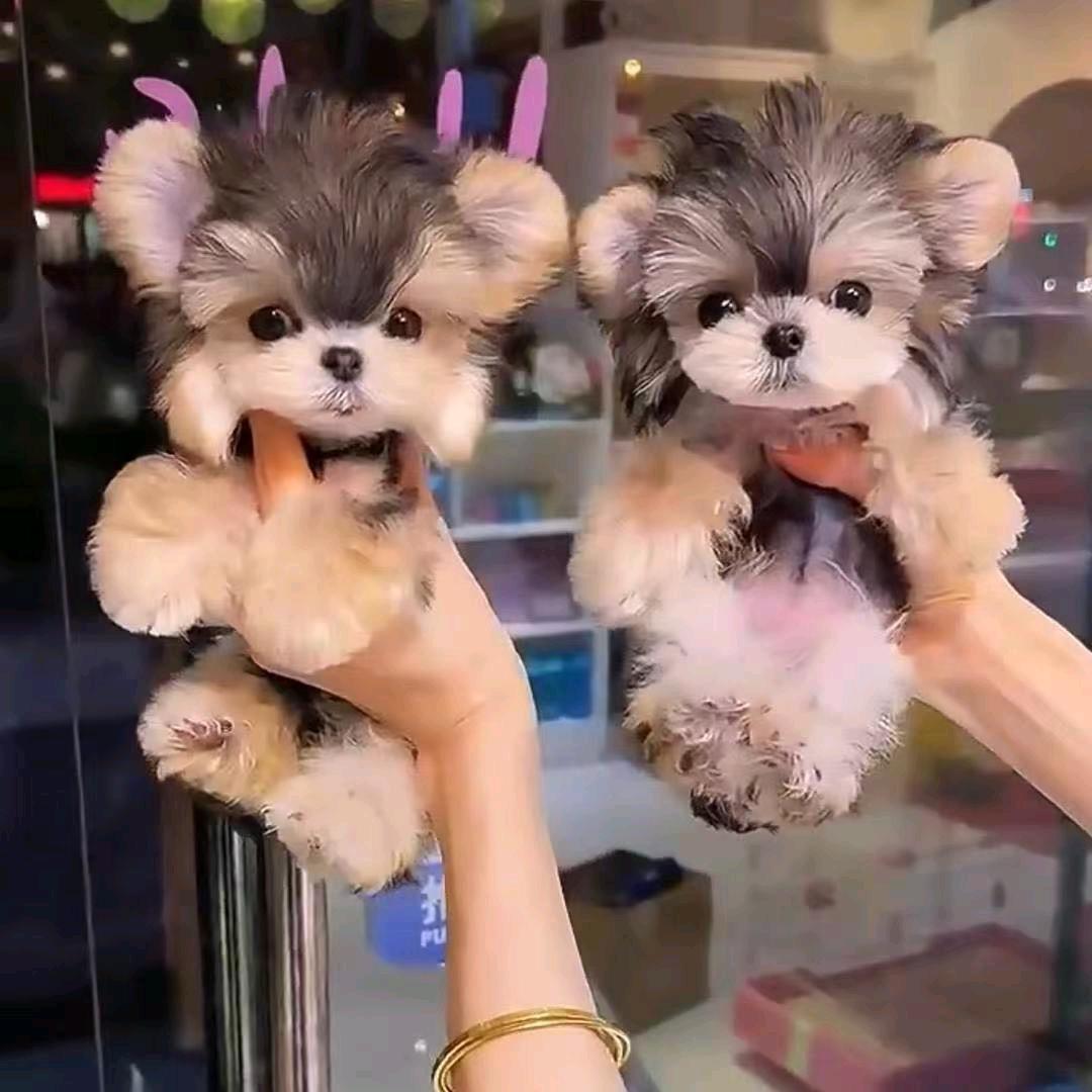 南充市顺庆区 万宠家园 高坪区 宝贝狗