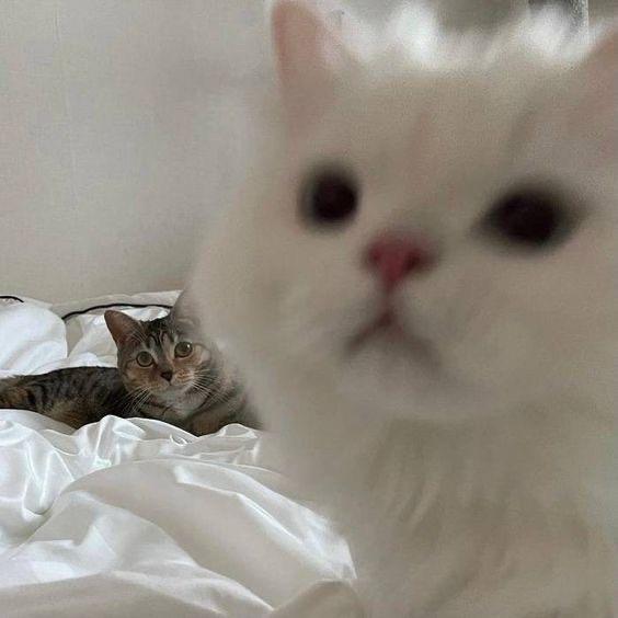 喵啊