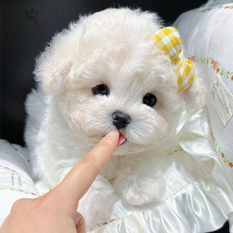 芗家比熊