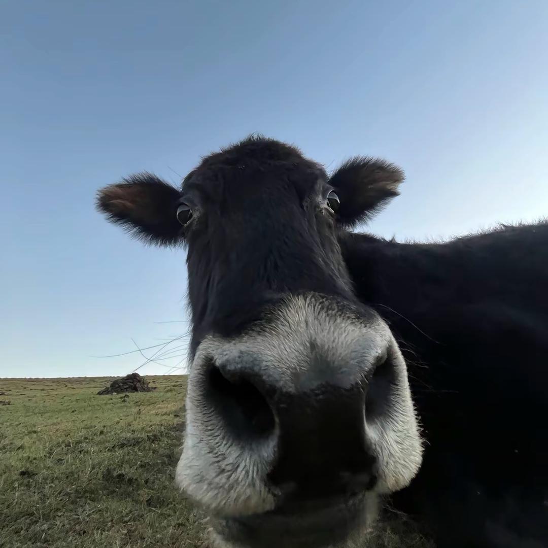 山上有头牛🐂