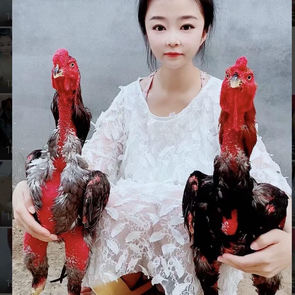 张姐斗鸡训练营