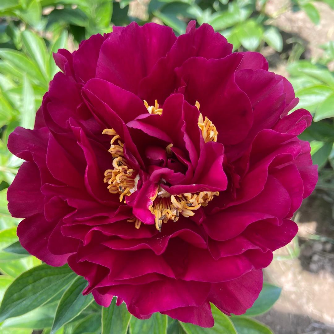 菏泽绿汇牡丹
