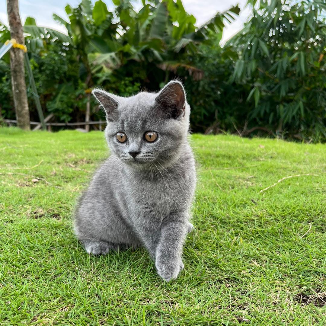 奶盖是只猫