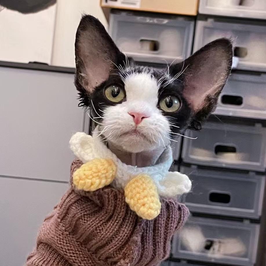 柠檬🍋德文卷毛猫2号