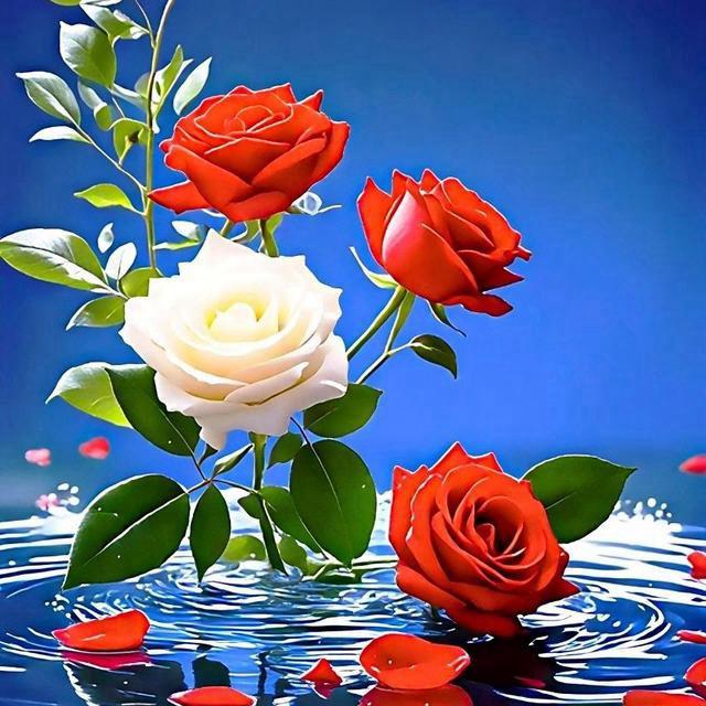 🍀🍀珍儿🌺💐