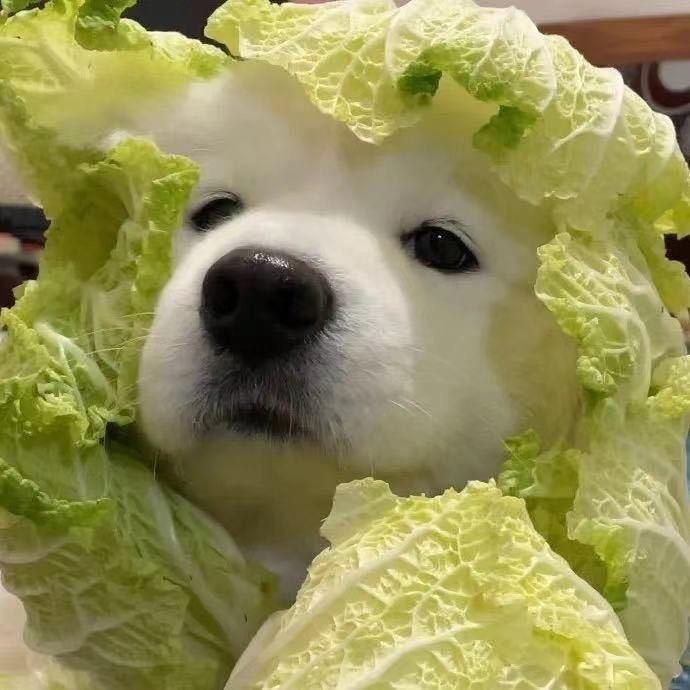 🥬🐶🍃🐶