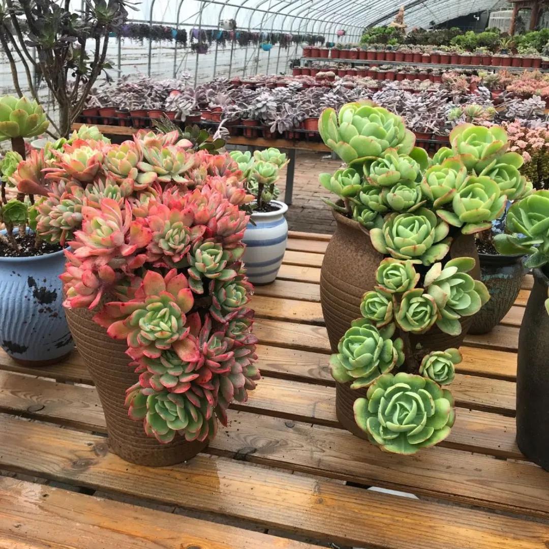 宠爱多肉园艺的头像