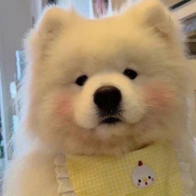橘小橘🍊