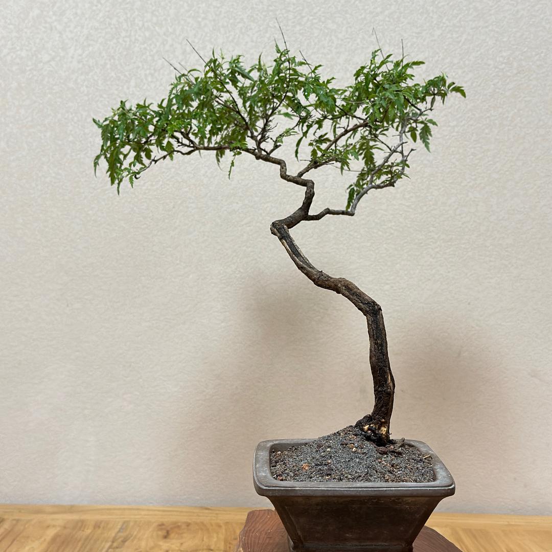小岐绿植盆景（太行山脉野生黄荆）