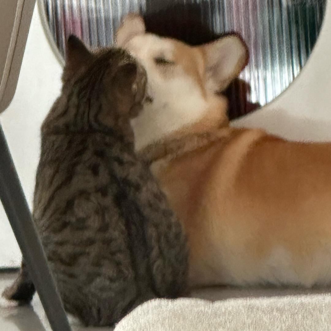 🐱八万&🐶团团