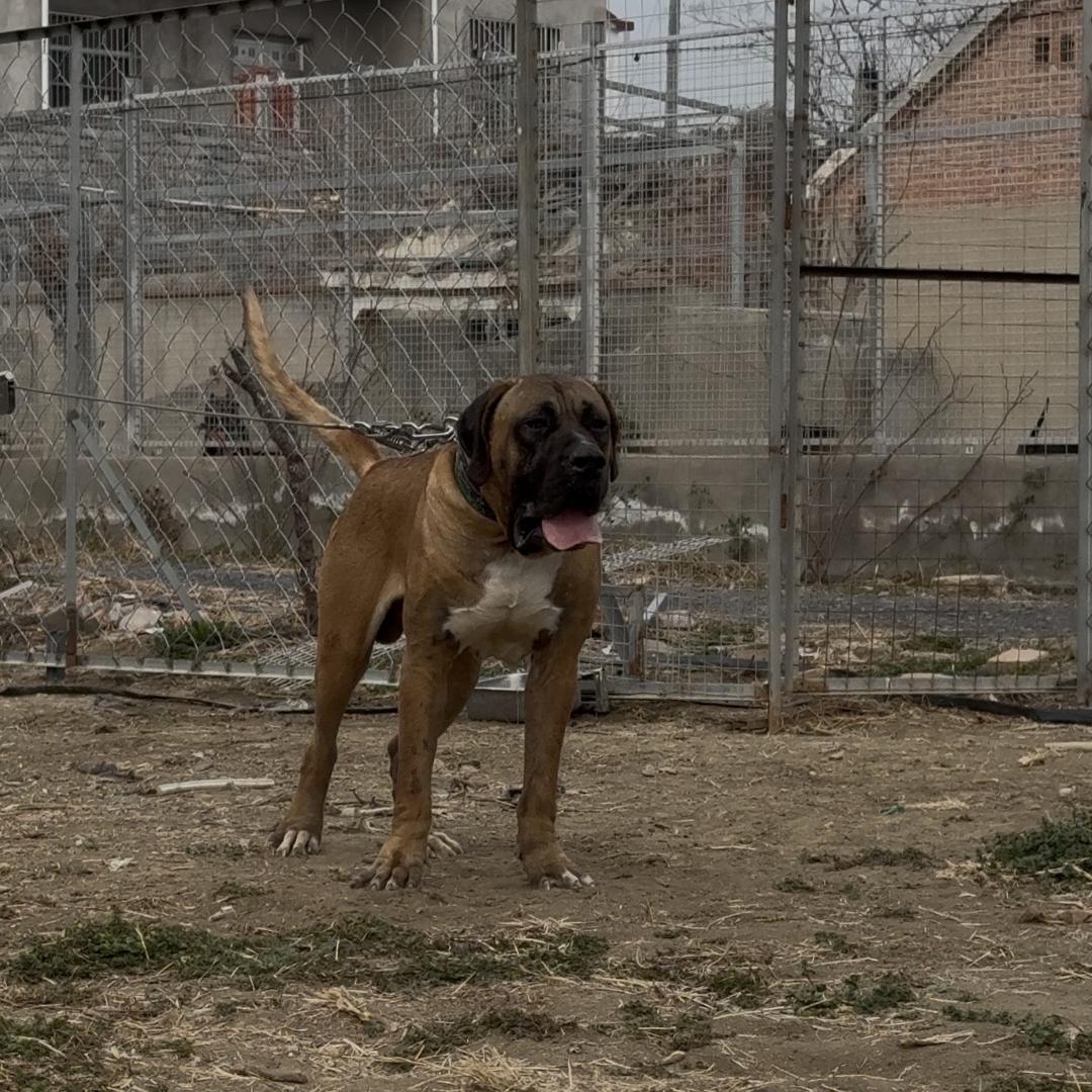 华语仰望猛犬