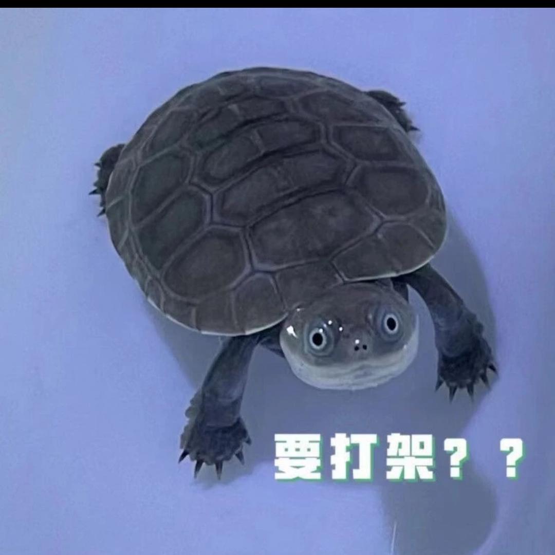 ꧁o▬▬▬▬▬▬|▅▅▆▇◤