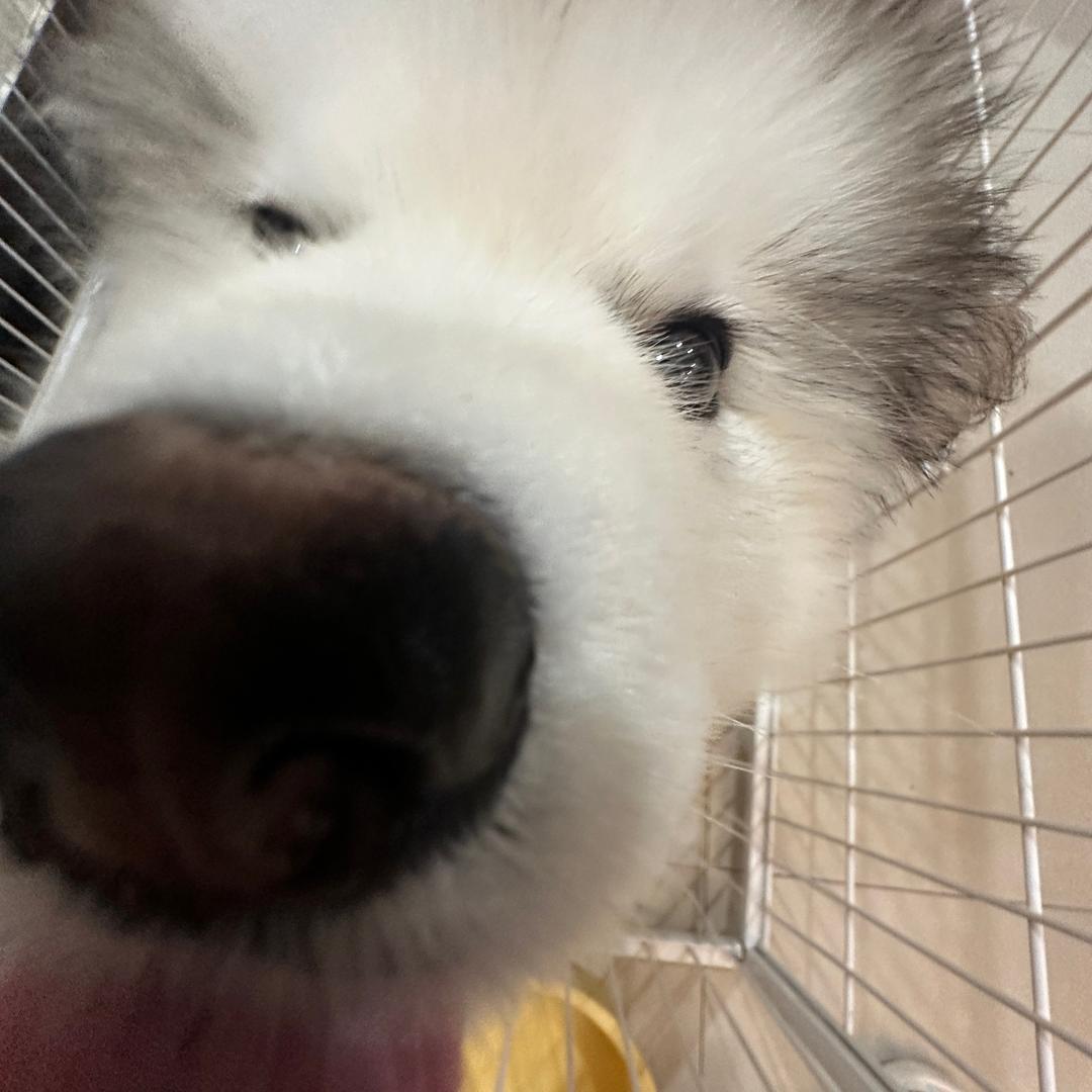 恩比不是笨笨