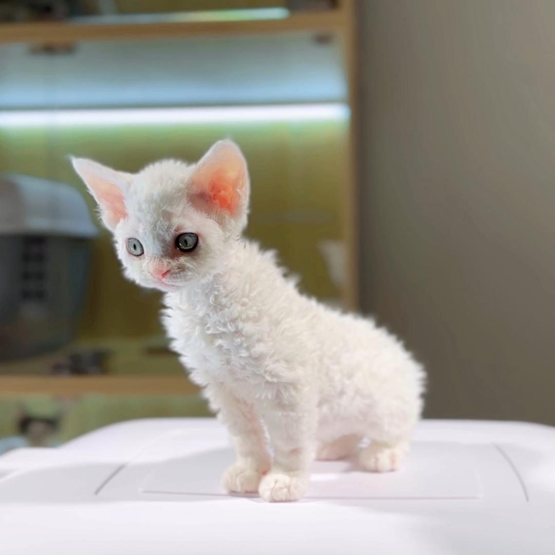 喵小璐德文卷毛猫