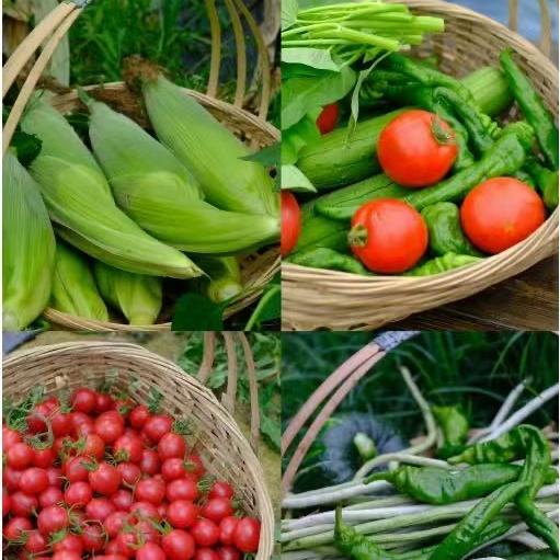 烽禾园农产品鲜糯玉米