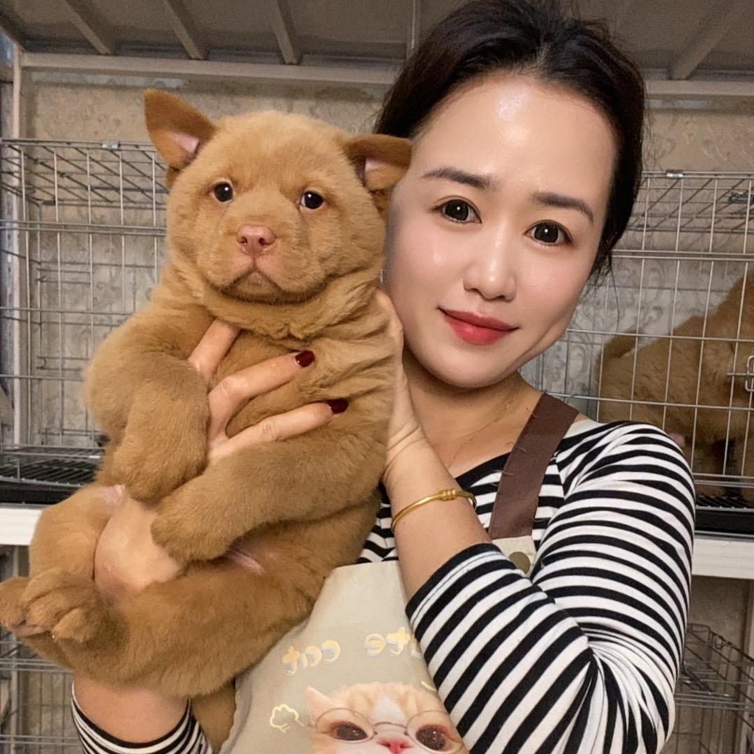 萌小筑田园犬⑧号