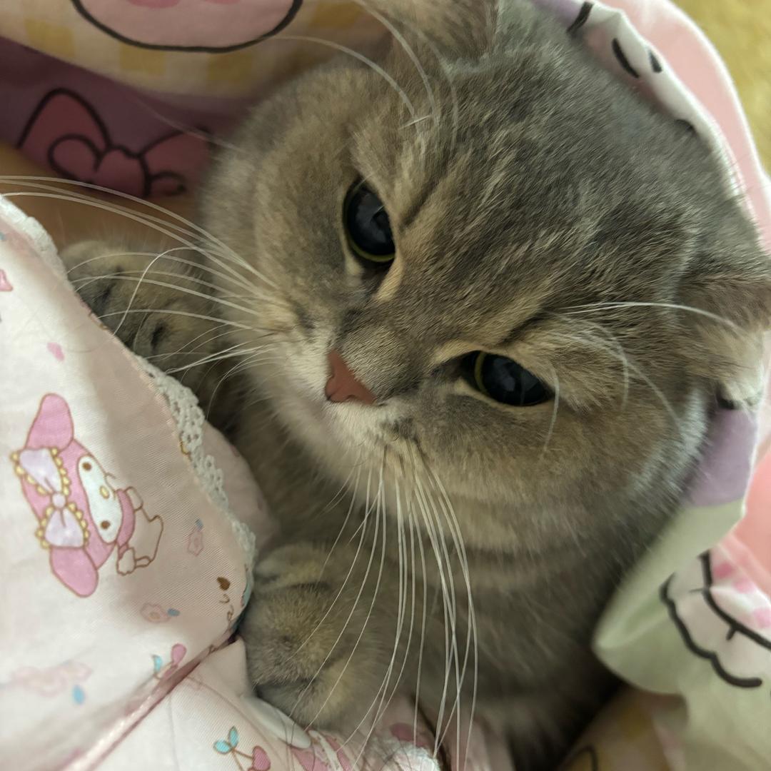 蓝金渐层公主