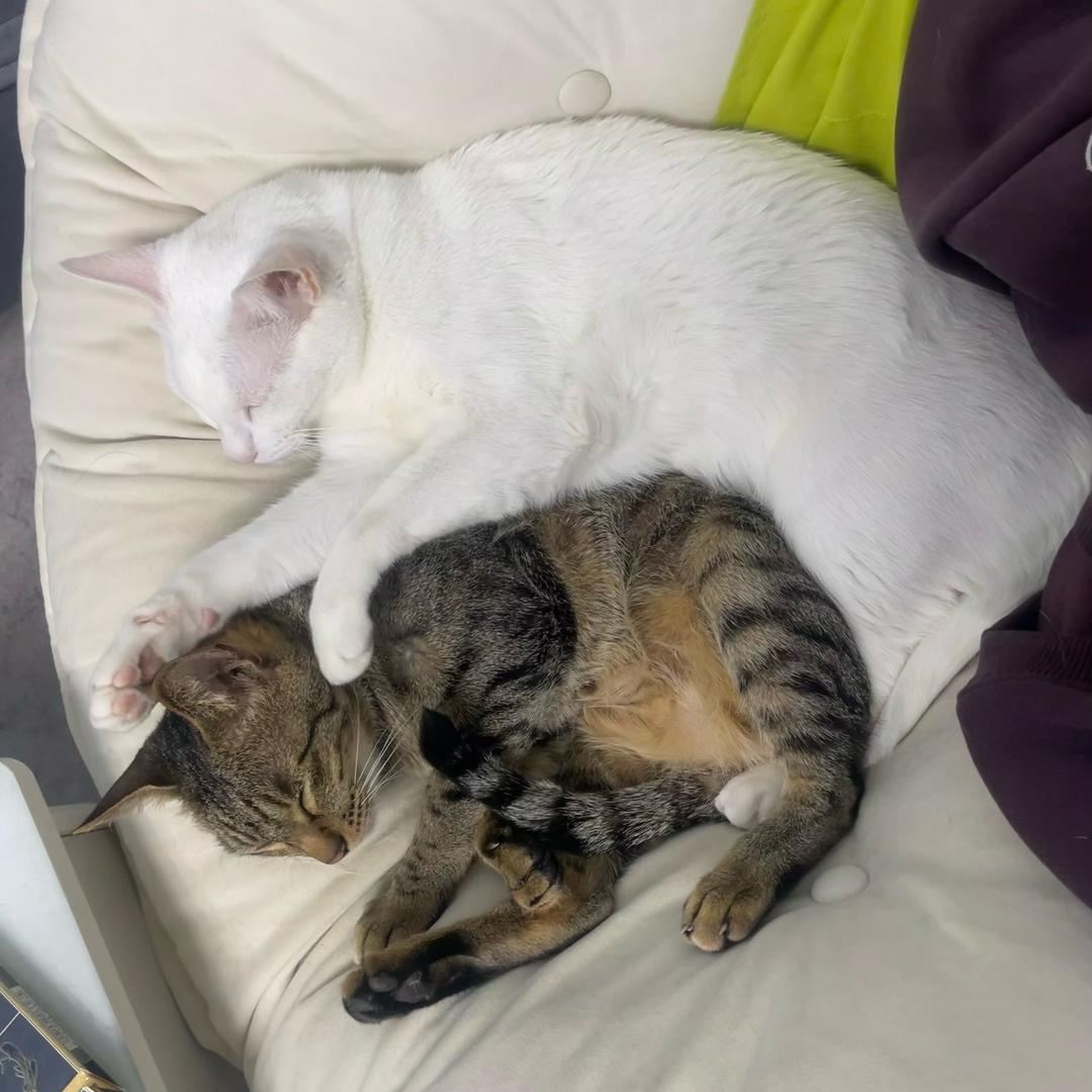 狗蛋儿