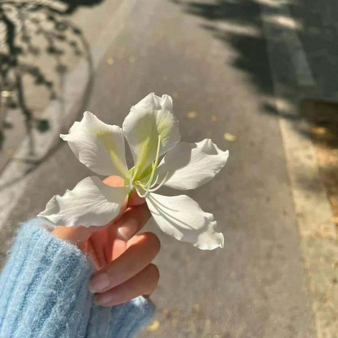 🌸🍀