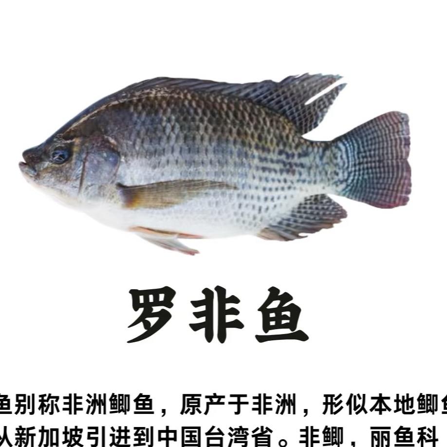 矜持的罗非鱼🐟长长版