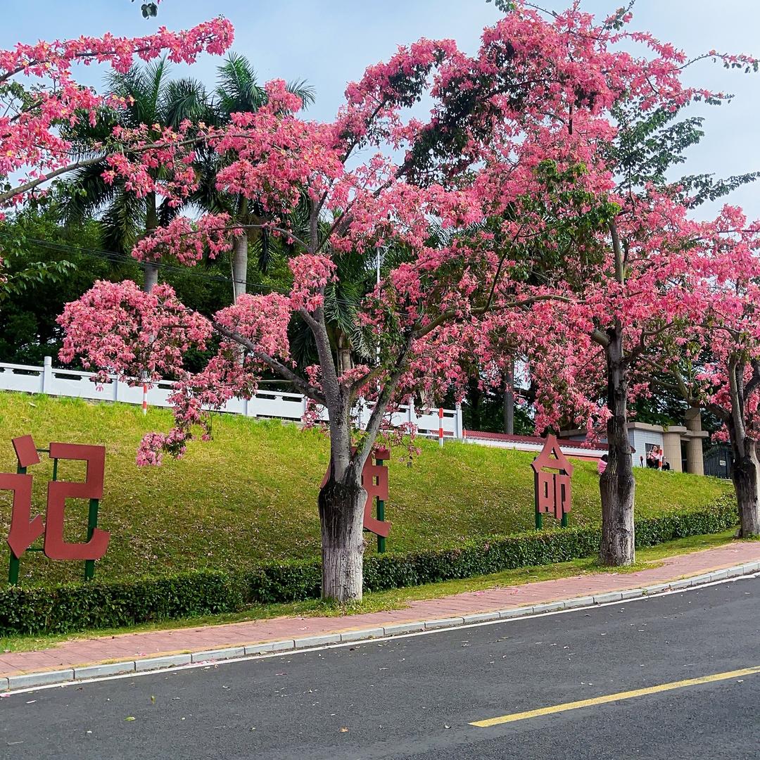 安生
