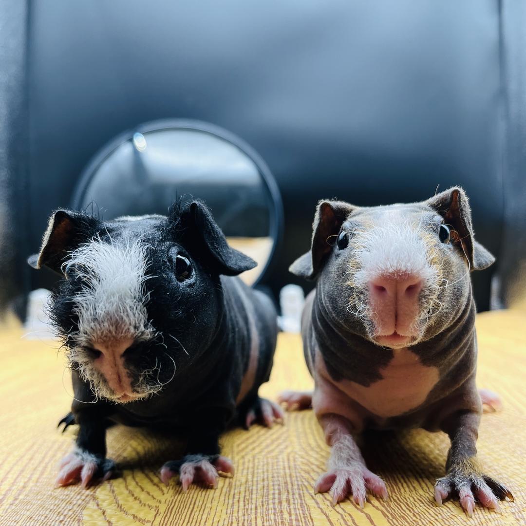 🦛河马Eden