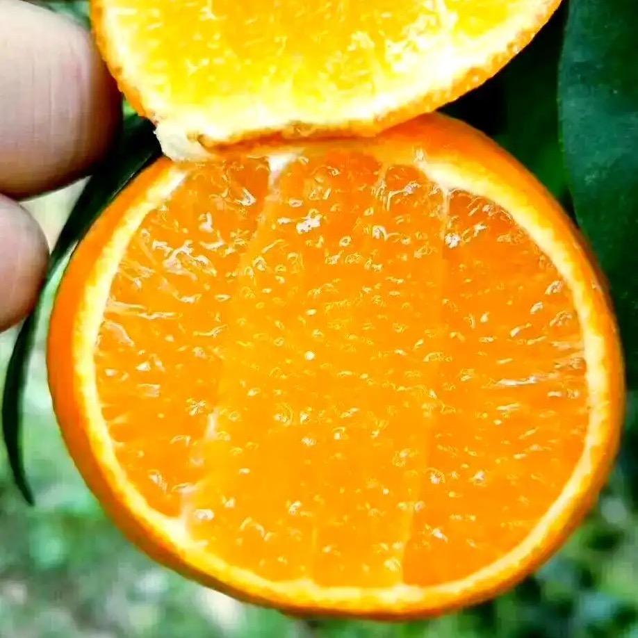 天宸生鲜【产地直发】