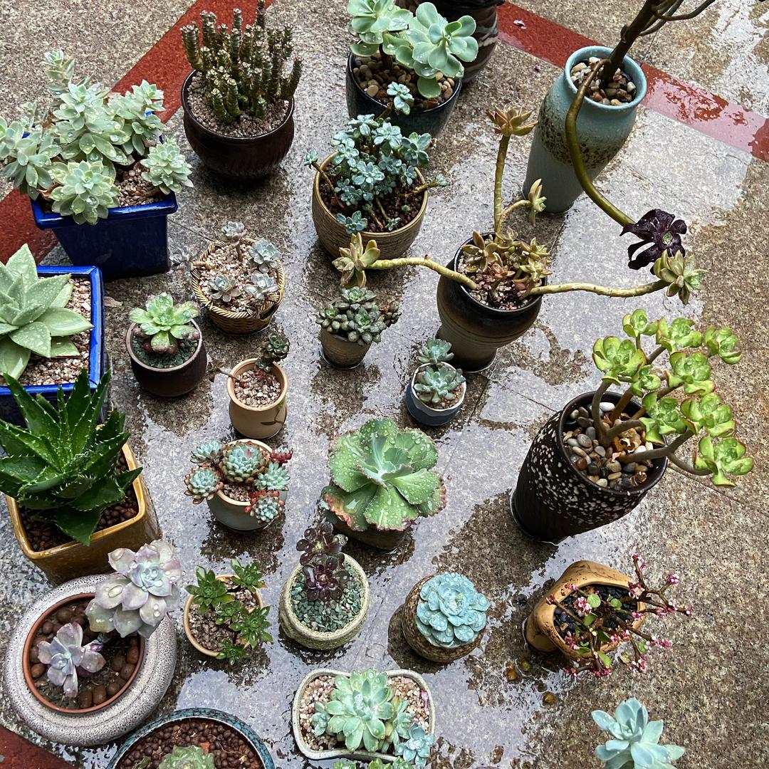 心之所愿，无所不成