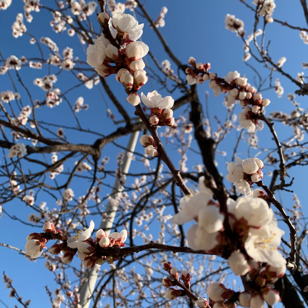 🇨🇳禾盛喜茶