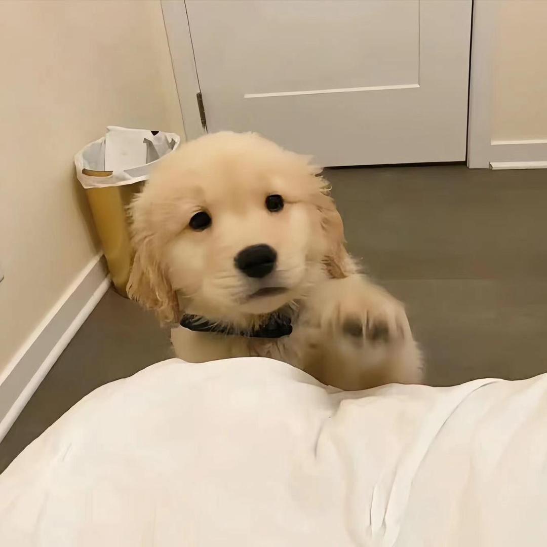 癞皮狗
