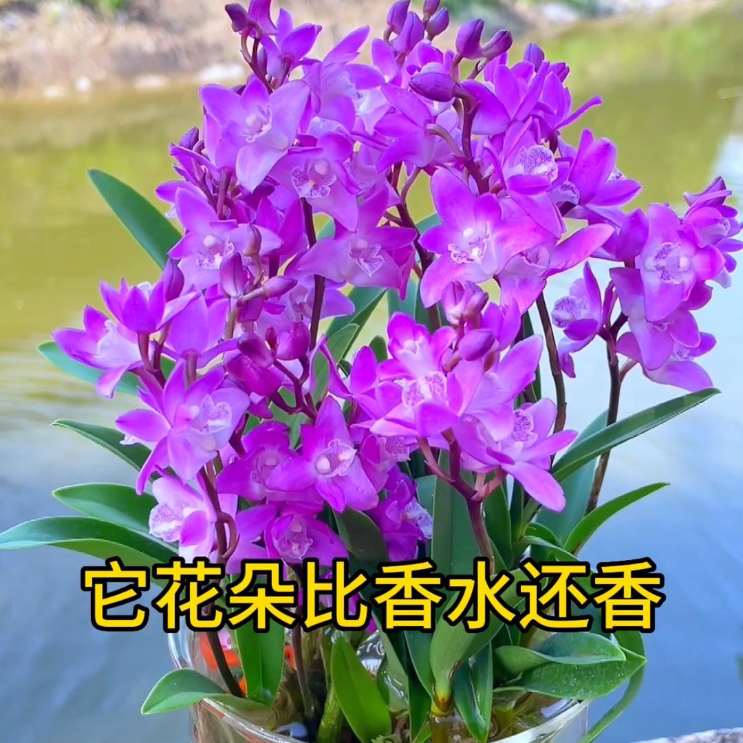 易兰阁兰花