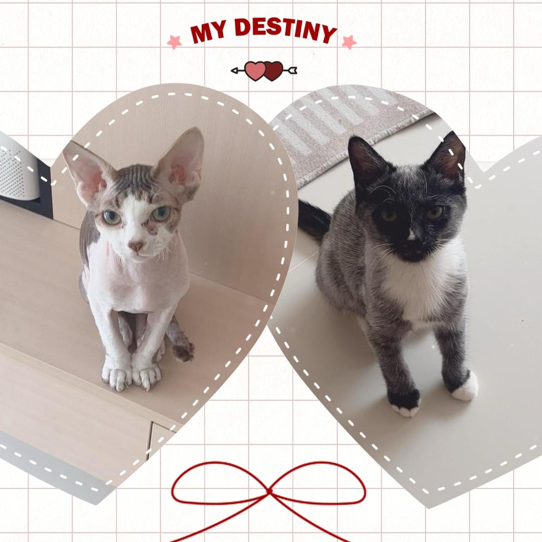 球妃和图总的休闲生活