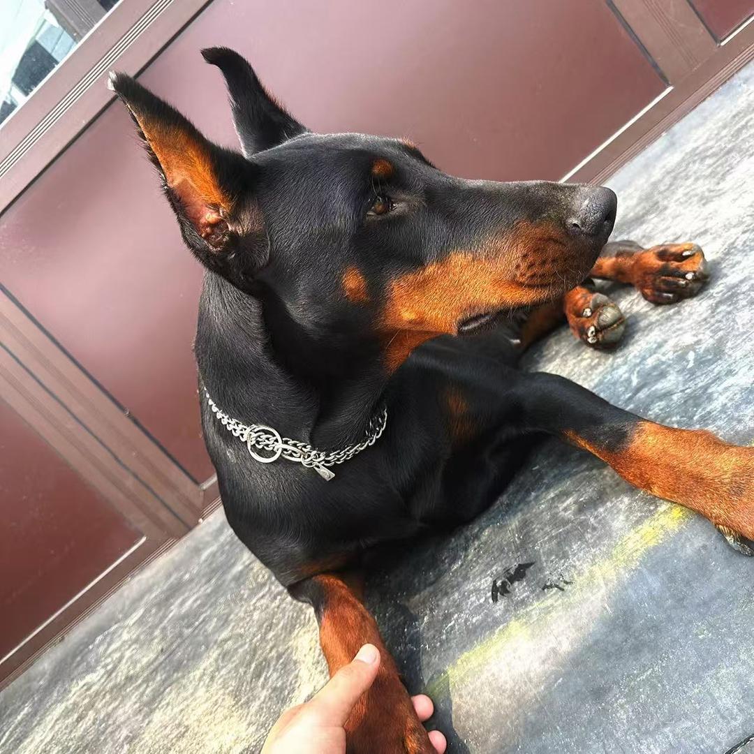 石榴是条杜宾犬