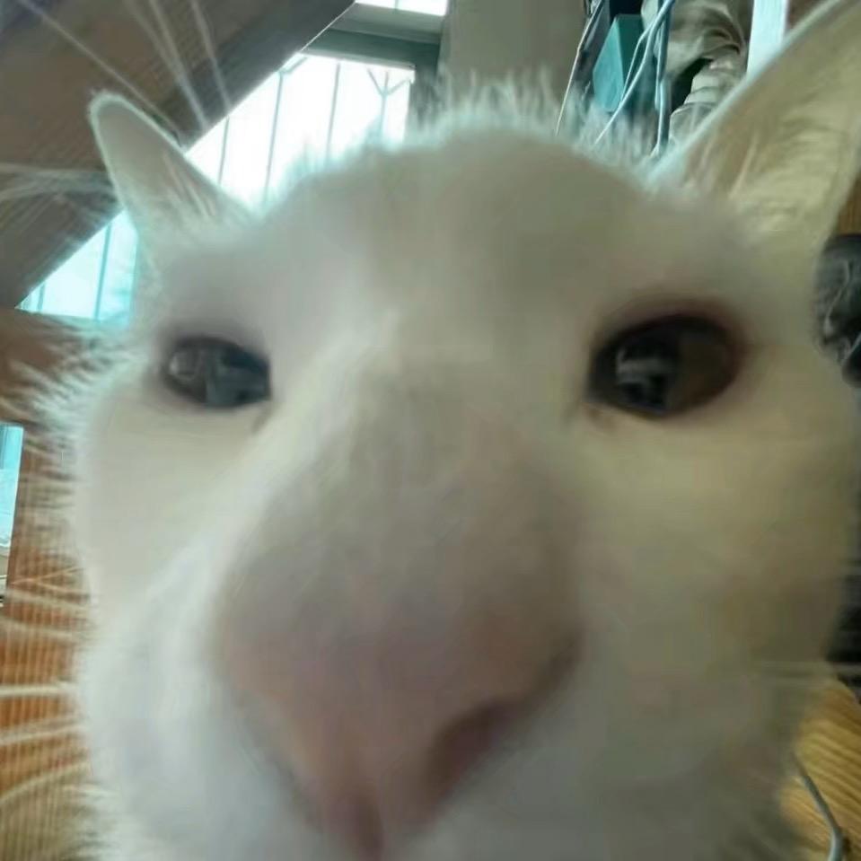 pp