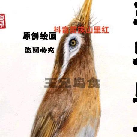 《雀中鸿》王兄鸟食