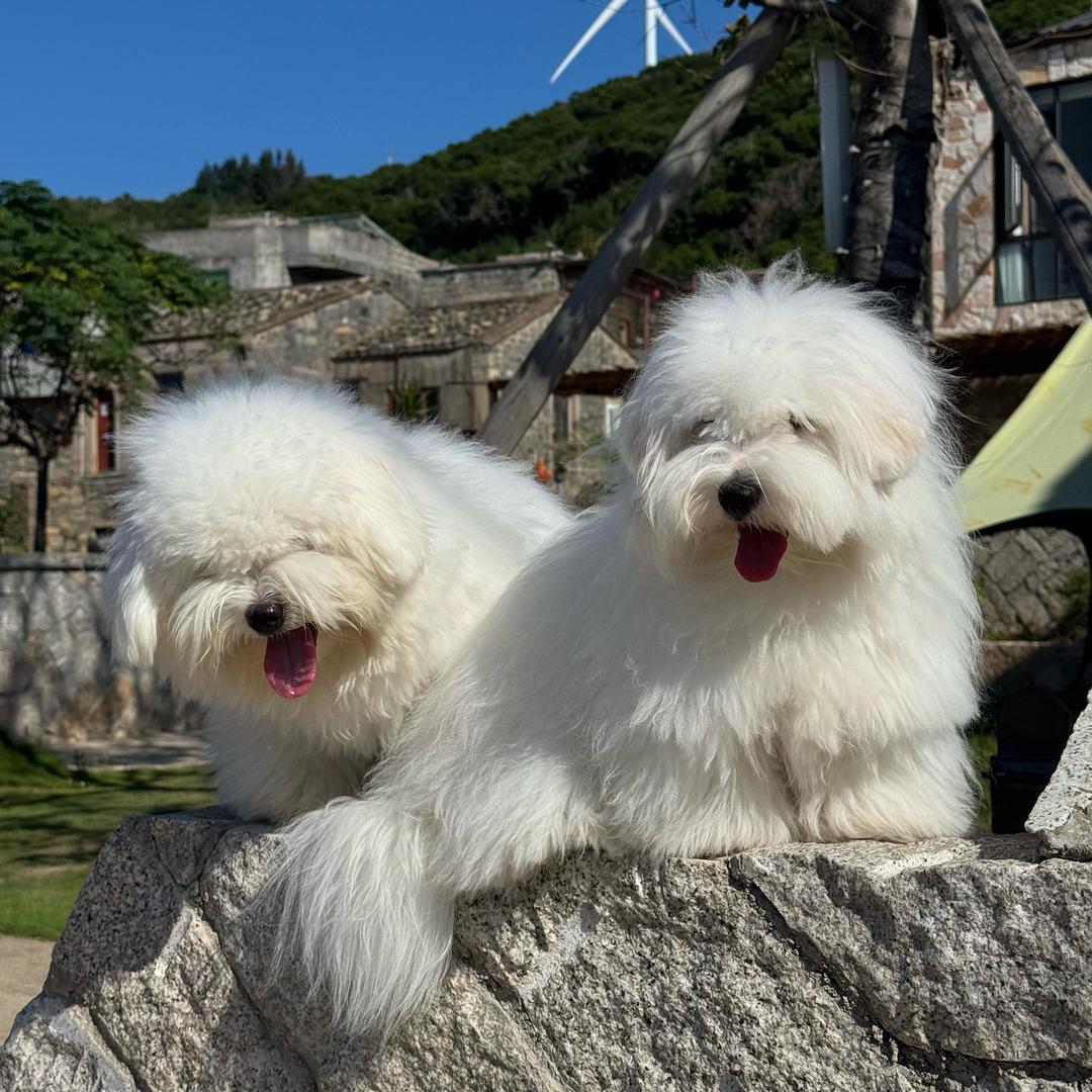 月笼纱棉花面纱犬小院