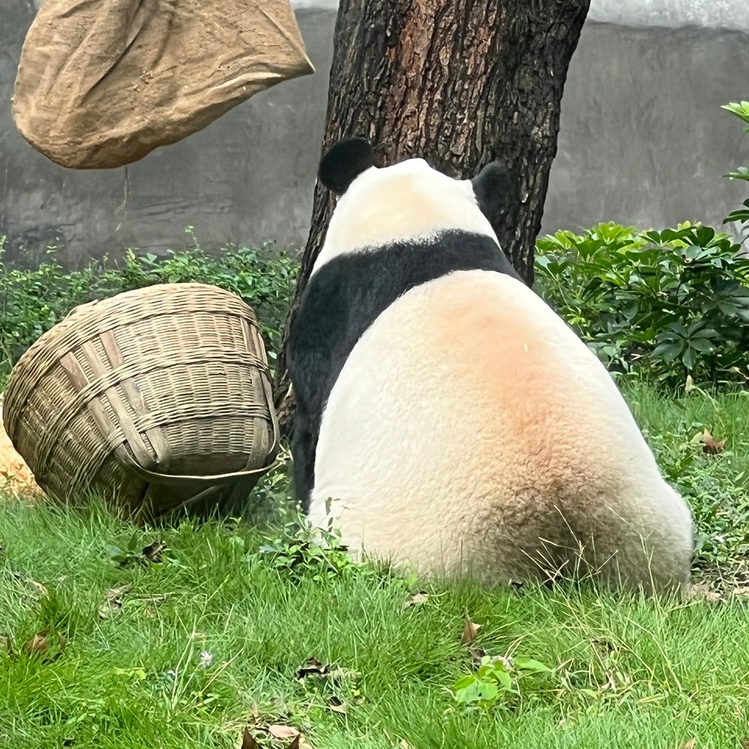干锅果干