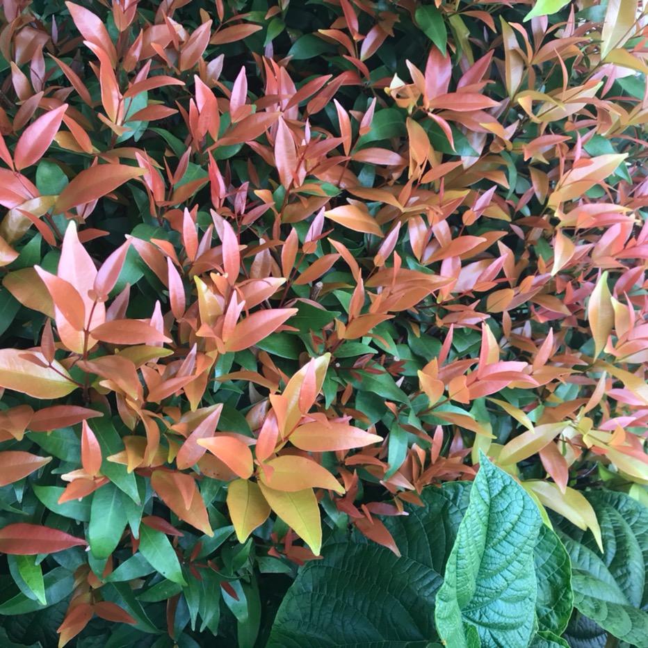 小珍