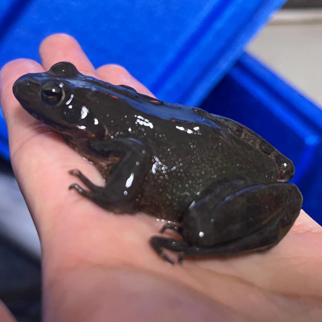 雷金水产品精选