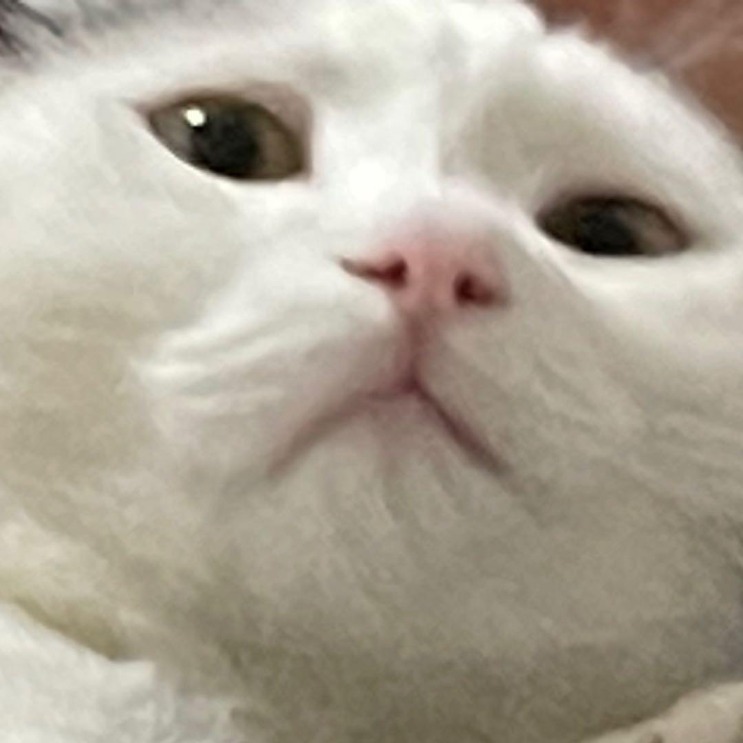 刀疤嘻